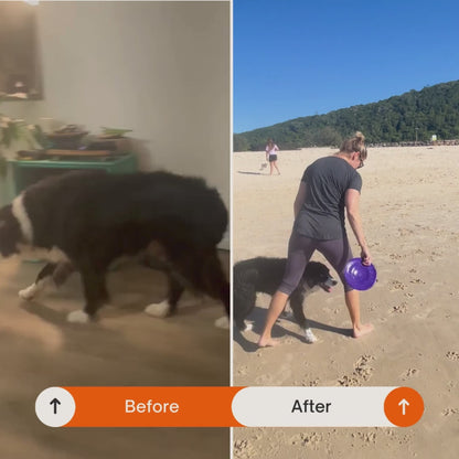 YPR Dog Joint Supplement